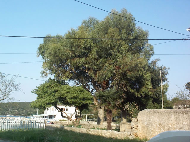 Ilovik 29