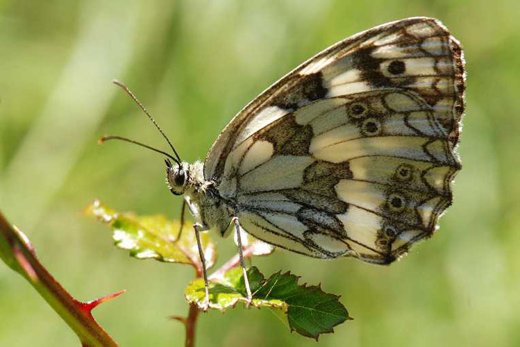 Tierwelt 1