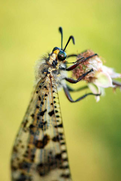 Tierwelt 5
