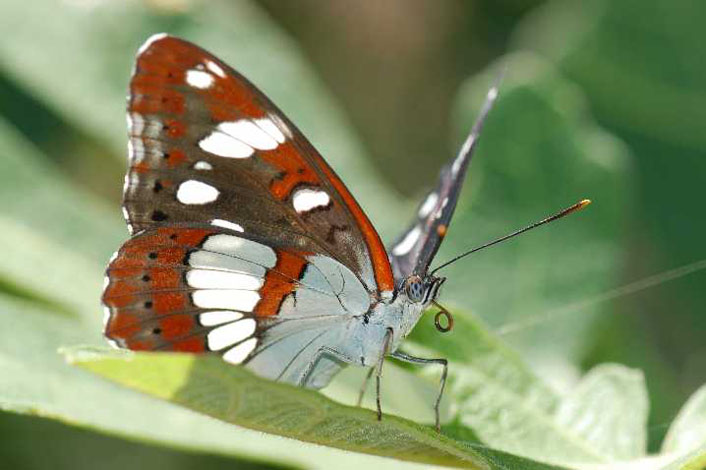 Tierwelt 6