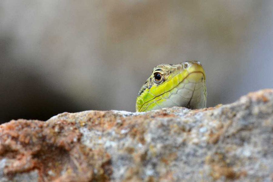Tierwelt 14