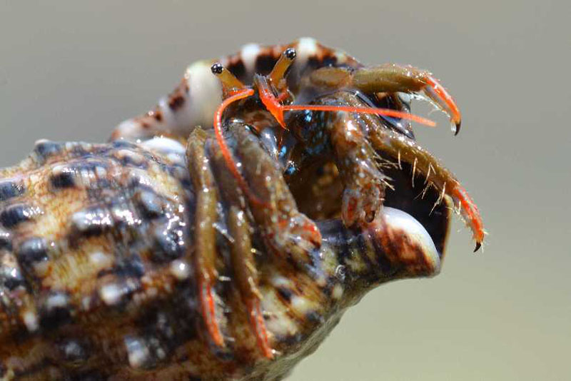 Tierwelt 21